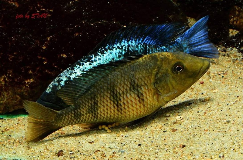 Fossorochromis rostratus